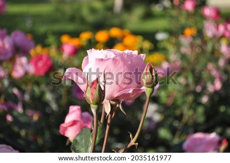 Rose Gardens. Pink rose flower on background blurry. Rose petal. Nature.