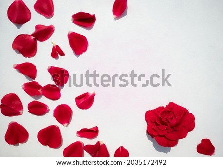 Red rose petals on a white background with space for text. Postcard. Royalty-Free Stock Photo #2035172492