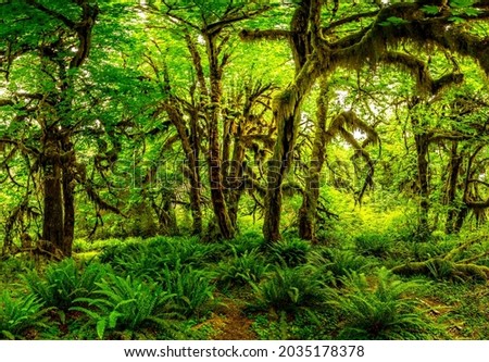The Hall of Mosses in the Hoh rainforest, Olympic National Park, Washington Royalty-Free Stock Photo #2035178378