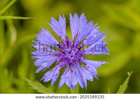 Close-up of a blue cornflower with raindrops in a field. selective focus point, blurred background