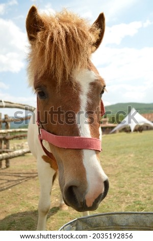 A little brown and white horse on the farm