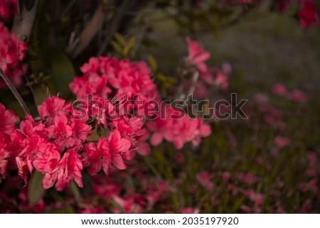 Bright and beautiful pink flowers. Blooming flower bed. Spring background.