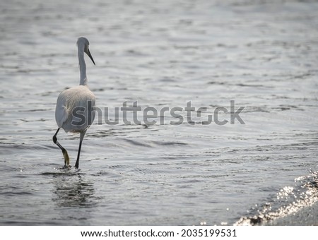 Great egret with a tufted head on Lake Bracciano in Lazio in Italy