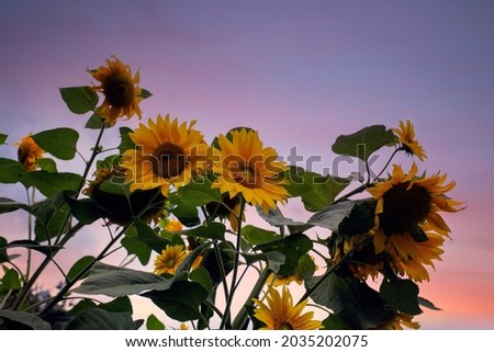 Bright Sunflowers in colorful sunset sky, purple,pink and yellow colors. Beautiful landscape with copy space background beauty