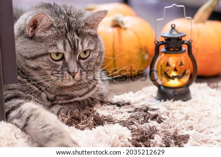 Big gray cat with expressive eyes poses for Halloween. Mockup with animals and paraphernalia for All Saints Day