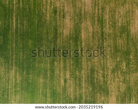 Green background of a sown field with a path, top view. Aerial photography