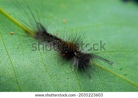 The hairy caterpillar has a poison that can cause allergies