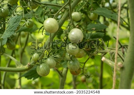 A branch of green cherry tomatoes in a greenhouse.