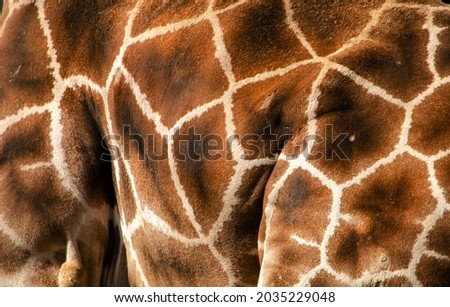 An abstract close-up photograph of a giraffe's fur with a beautiful natural pattern.