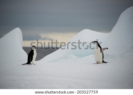 Couple of the chinstrap penguins on ice, Antarctica