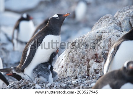 Gentoo penguins with babies, nesting, Ronge Island, Antarctica