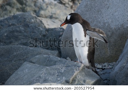 Gentoo penguin jumping from Rock, Ronge Island, Antarctica