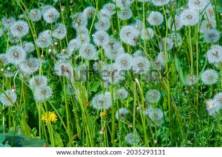 Taraxum dandelion, used as a medicinal plant. round balls of silvery crested fruit that run upwind. These balls are called "balls" or "clocks" in both British and American English. Royalty-Free Stock Photo #2035293131