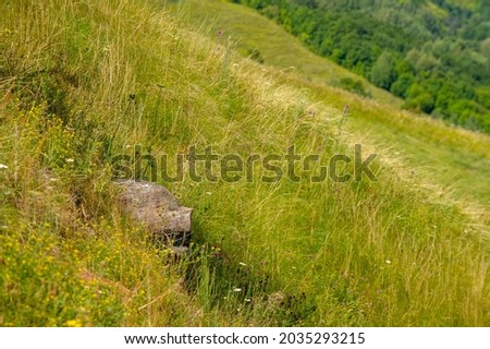 Summer photo. Hills, tubercles covered with herbs and wildflowers, A hill is a landform that extends above the surrounding terrain. It often has a distinct summit