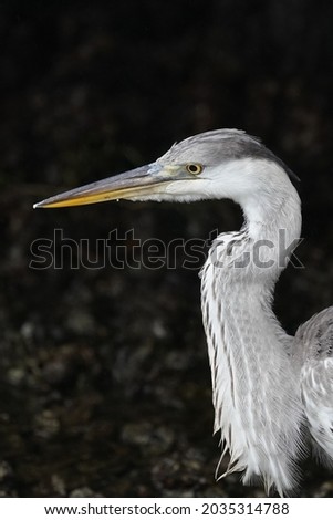 grey heron is n the pond