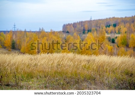 Autumn landscape overlooking the hillside. Yellow birches, green spruces and pines. Cloudy weather. European part of the earth