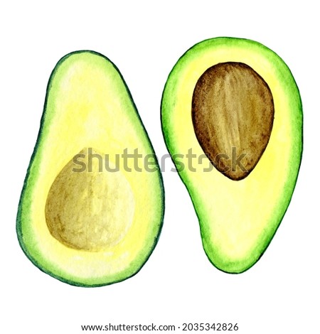 Avocado fruit hand drawn watercolor illustration. Food print for kitchen, menu and natural cosmetic