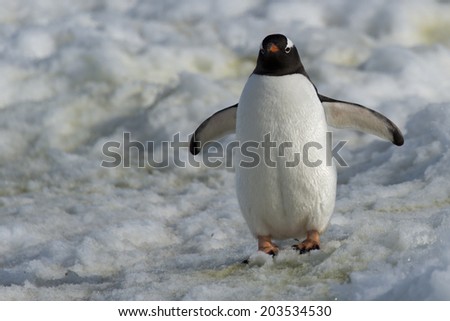 Gentoo penguin walking on snow, Ronge Island, Antarctica