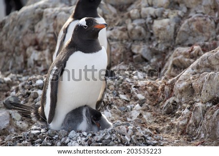 Gentoo penguin fwith baby, nesting, Ronge Island, Antarctica