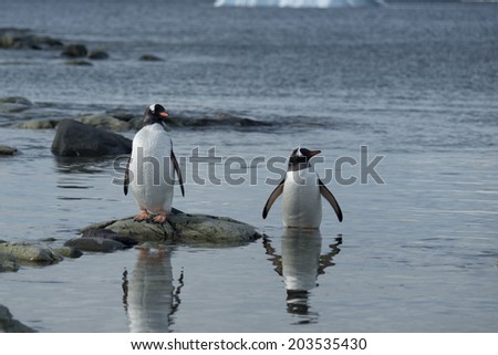 Gentoo penguins standing in water, Ronge Island, Antarctica
