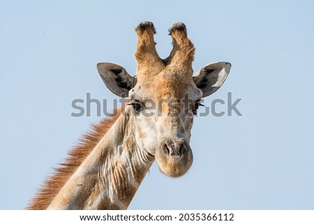 Closeup portrait of a Giraffe head in Southern Africa