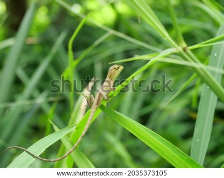 Closeup young Oriental garden or Eastern garden or Changeable lizard, Chameleon with natural green leaves in the background, Thailand	