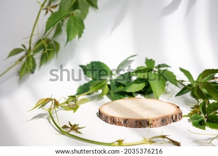 Natural round wooden stand for presentation and exhibitions on white background with shadow. Mock up 3d empty podium with green leaves for organic cosmetic product. Copy space.