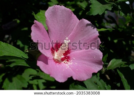 WhiPink flower blossom of Hibiscus syriacus plant into green city garden