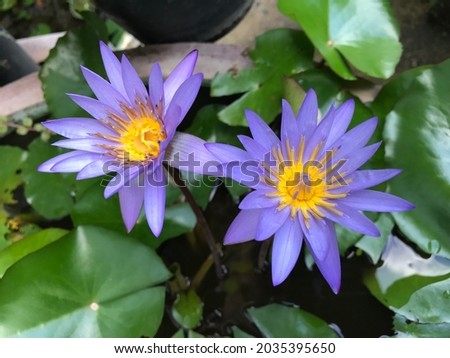 Beautiful purple lotus flower with green leaf 