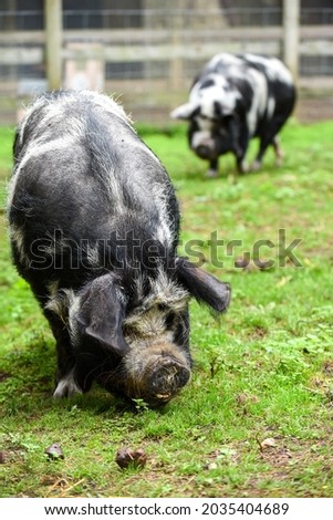 Pig on a farm outside eating and looking to camera