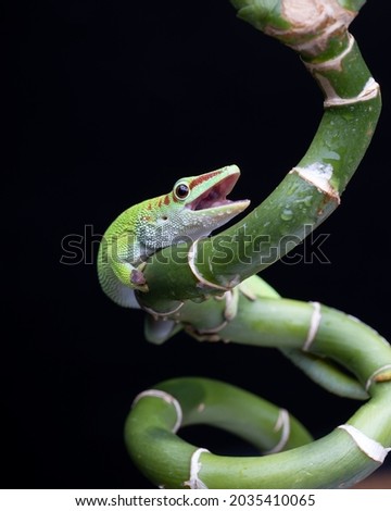 green Chameleon Lizard sitting in flower branch 