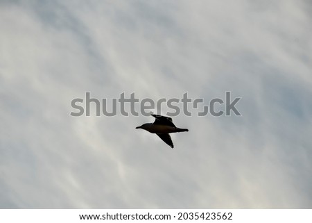 seagull flying in the blue sky, beautiful photo digital picture