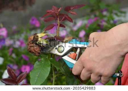 Rose care and rose deadheading in summer. A woman is deadheading, cutting off faded rose flowers for new blooms using sharp pruning shears. Royalty-Free Stock Photo #2035429883