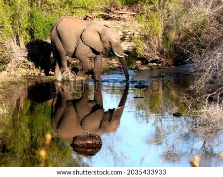 Elephant in the Kruger National Park 