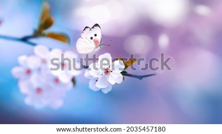 Beautiful white butterfly in flight and flowers with soft focus. Branch blossoming cherry in spring on blue and lilac background, macro. Amazing elegant artistic image beauty spring nature.