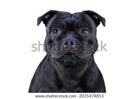 Isolated close-up portrait of Staffordshire Bull terrier breed dog of black color on empty white background. Serious face expression, smart purebred pet with attentive look. Copy space.