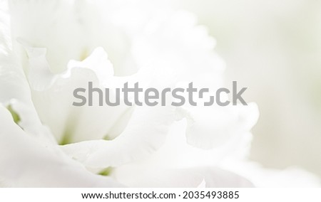 Rose flower in a garden, floral beauty and botanical background for wedding invitation and greeting card, nature and environment concept.