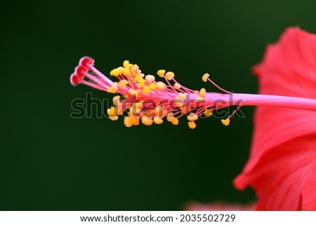 bloomed hibiscus flower and pollen grains of hibiscus flower