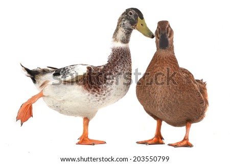 two duck on a white background           