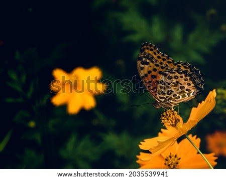 Flying Honey Bee Flower - Beautiful Macro Photo Series