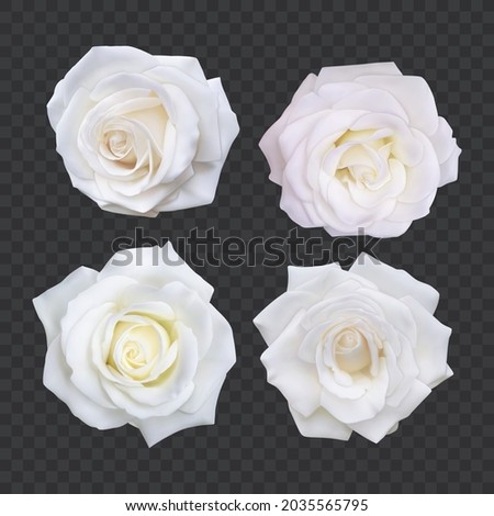 Set of White roses, Realistic illustration of white rose on dark background, vector format