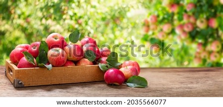 box of fresh apples on a wooden table in a garden