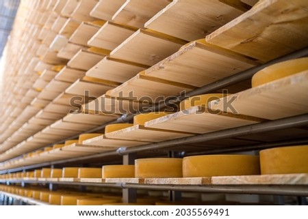 Warehouse with cheese on the shelves