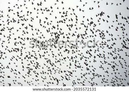 Free fly. Birds in flight. Freedom concept. Photo in black and white 