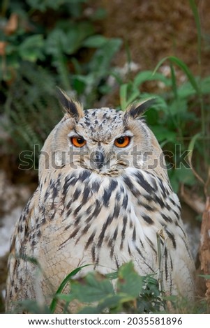 Close up photos of a Siberian eagle owl in nature