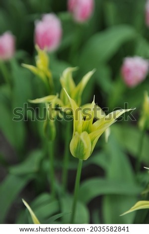 Yellow lily-flowered tulips (Tulipa) Green Dance bloom in a garden in April