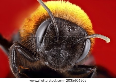 Super macro portrait of a carpenter bee. Stacking Macro photo of an insect on a red background. Incredible details of the animal. Royalty-Free Stock Photo #2035606805