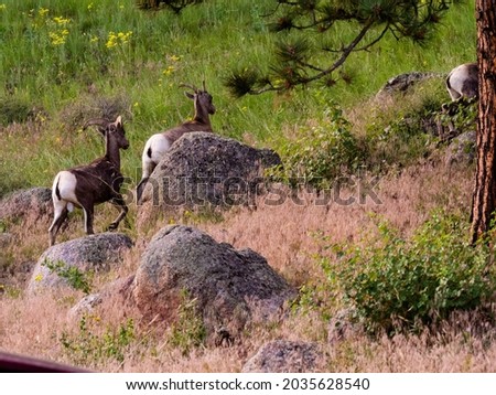 A pair of bighorn sheep run up a rocky hillside in the Rocky Mountains.