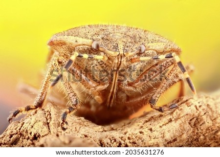 Super macro photo of a Acanthosomatidae beetle. Stacking Macro photo of an insect on a yellow background. Incredible details of the animal.
 Royalty-Free Stock Photo #2035631276