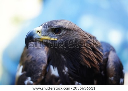 Eagle portrait. Beautiful bird of prey. High quality photo